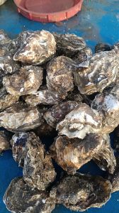 海子是什么海鲜_海子蛏子海瓜子的营养与做法