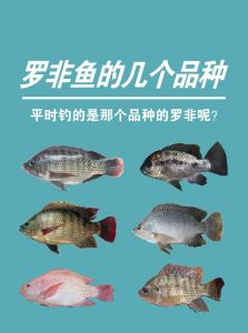 慈鲷鱼是罗非鱼吗_慈鲷鱼和罗非鱼是两种不同的鱼