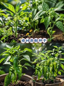 树椒与辣椒区别_独特香辣，连年丰收好味道！