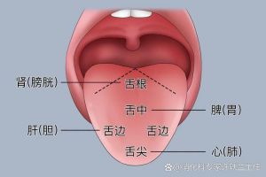 甘味入哪个脏腑_甘味食物补脾，但过量易伤身