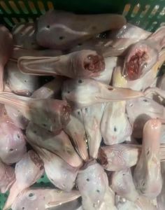 小鸭子容易死掉为什么_小鸭易死？温度喂食要注意！
