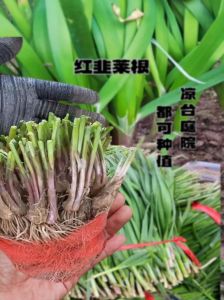红根菜的家常做法_营养美味，助消化抗贫血