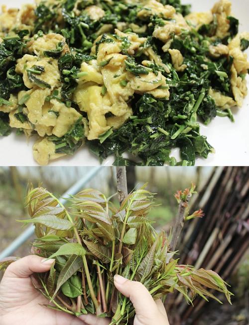 香椿炒蛋最简单做法_香椿炒鸡蛋，盐水洗，水焯，加糖焖，营养美味！