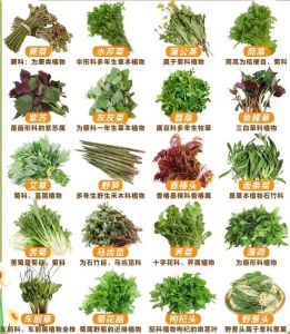 春季上火食谱大全及做法_春季易上火？试试黄瓜苦菊空心菜，清爽解腻！