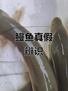 鳗鱼特别腥是不是坏了_鳗鱼有腥味不一定变质，看皮肤光泽闻海水味摸肉质弹性判断新鲜