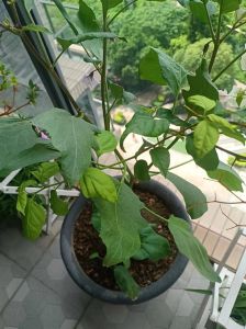 自己种的茄子为什么苦_茄子太苦？选对品种巧烹饪！