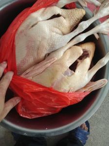 市场杀鸭子用什么去毛_热水盐醋，电动手工选一种