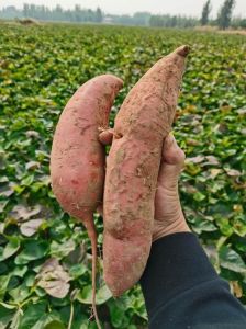 什么地方叫红薯叫山芋_红薯也叫山芋地瓜番薯