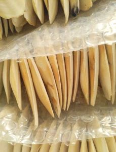 墨鱼骨就是海螵蛸吗_墨鱼骨与海螵蛸有何不同？