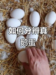 鹅蛋与鸡蛋的区别有哪些_鹅蛋大营养高，但脂肪多要适量