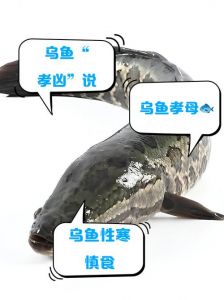 乌鱼就是柴鱼吗_乌鱼柴鱼斑鱼生鱼怎么分？