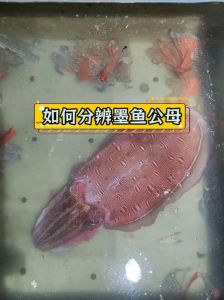 目鱼就是墨鱼吗_两种完全不同的海鲜