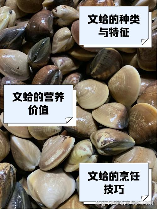 花甲文蛤和花蛤的区别_文蛤与花蛤怎么选？