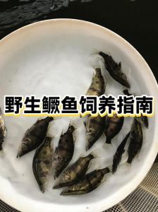 鳜鱼自来水能养活吗_养鳜鱼用自来水可行吗？