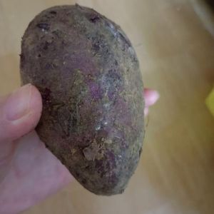紫薯中间褐色是坏了吗_蒸紫薯心发棕褐色？别担心，加热可食！