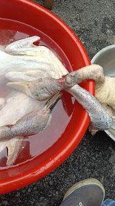 怎样拔鸭毛又快又干净_热水烫食用油泡，轻松去毛根