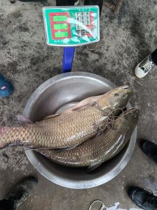 青鱼为什么比草鱼贵_青鱼比草鱼贵，因青鱼石珍贵且生长慢