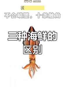 鱿鱼和墨鱼是同一种鱼吗_鱿鱼墨鱼是亲戚？外形习性都不一样！