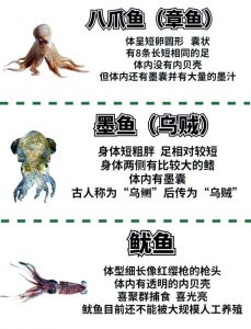 章鱼，鱿鱼是什么动物_章鱼智慧鱿鱼速度乌贼伪装大王乌贼变色