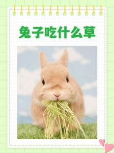 兔子放什么香料_卤兔选香料，风味层次足！