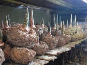 芋头种在树荫下能长吗_芋头喜阴凉，分阶段调光好生长