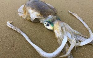 乌贼叫墨鱼吗_外观捕食防御大不同