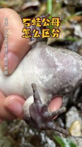 牛蛙怎么分公母_牛蛙公母辨别及饲养要点
