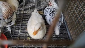 鸡和鸭杂交有后代吗_鸡鸭不能自然杂交，繁殖后代稀少难存活