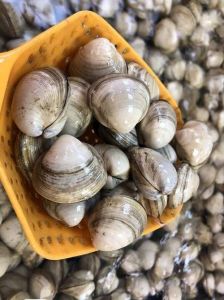 蛤蜊花甲区别_蛤蜊花甲怎么选？口感做法大不同