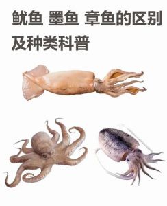 章鱼会吃乌贼吗_聪明章鱼八条爪，捕食强敌寿命短