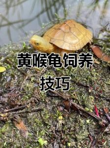 黄喉龟就是小青吗_黄喉龟与小青龟的区别及饲养知识