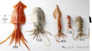 鱿鱼属于乌贼吗_体型生活有别