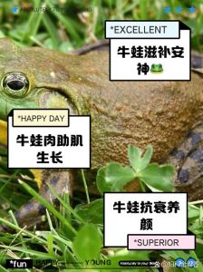 牛蛙什么时间段吃_牛蛙时令美味，四季皆宜，夜宵佳选！