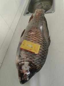 鲤鱼可以涨到十几斤吗_鲤鱼长十几斤？环境说了算！