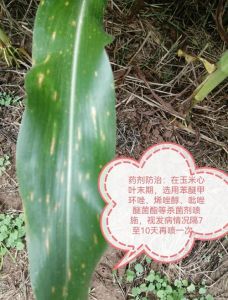 玉米梗发绿是坏了吗_正常生长或预示问题？