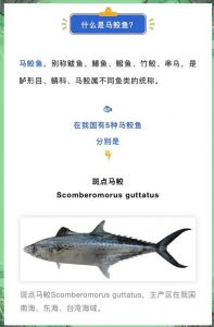 鲅鱼和马鲛鱼是一种鱼吗_别搞混了，它们是两种鱼！