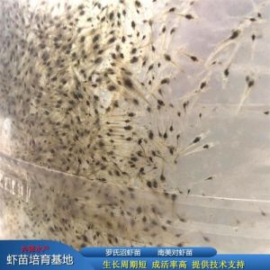 对虾苗就是南美白对虾吗_选好南美白对虾苗，养殖成功关键！