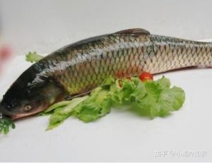 鲤鱼厚子学名叫什么_鲤鱼厚子草鱼，淡水鱼，肉质鲜美