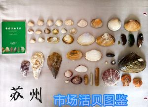 扇贝里的黄色部分是什么_扇贝黄色腺是美味营养宝，痛风慎食！