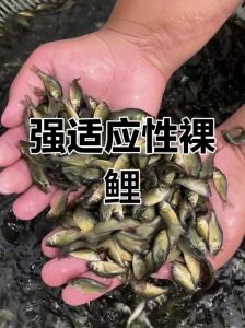 裸鲤是什么鱼类_高原特有鱼，生态与美食之宝