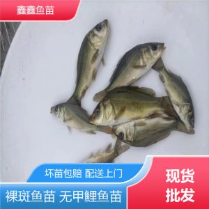裸斑和鲤鱼的区别_裸斑鱼与鲤鱼的区别