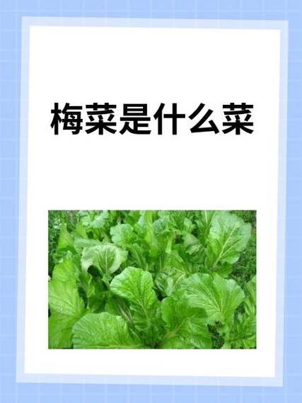 梅菜跟雪菜一样吗_两种不同的腌制蔬菜