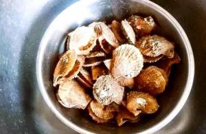 栉孔贝和日月贝的区别_口感风味大不同