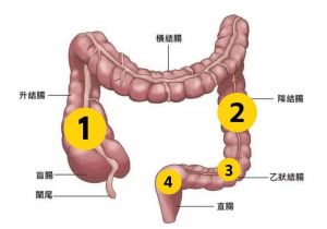 肥肠和大肠是一个吗_脂肪口感大不同