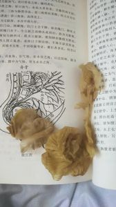 鸡屎包子是鸡胗吗_鸡屎包子是鸡胗的俗称
