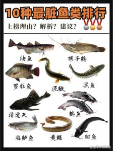瓦子鱼和鲶鱼有什么区别_外观相似，却大有不同