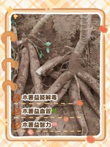 木薯跟红薯有什么区别_木薯红薯营养口感大不同