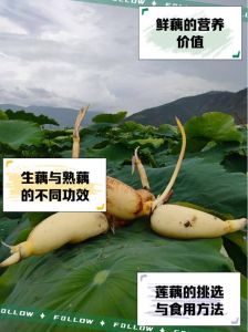 藕合的藕还用焯水吗_炸藕合藕片蒸30分钟口感更糯，焯水有损脆度