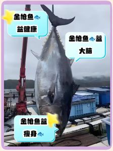 鲣鱼与金枪鱼的区别_鲣鱼金枪鱼怎么选？肉质营养大不同