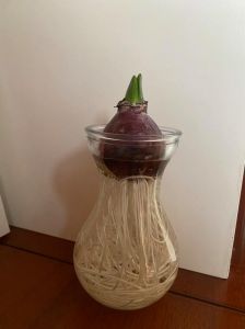 洋葱发芽长出来是小葱吗_发芽洋葱可食用，辛辣香浓，种花盆里能长葱